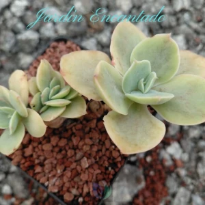 CHANTILLY RED SPLASH- CLUSTER -