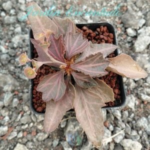 FRANCOISII HYBRID -N32-