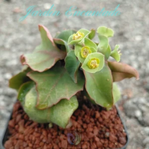 FRANCOISII HYBRID- N33-