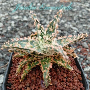 ALOE SERIE 2-12