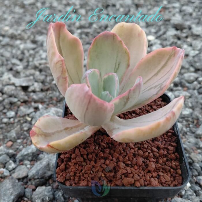 BLUE ROSE VAR - M8 - - Image 2