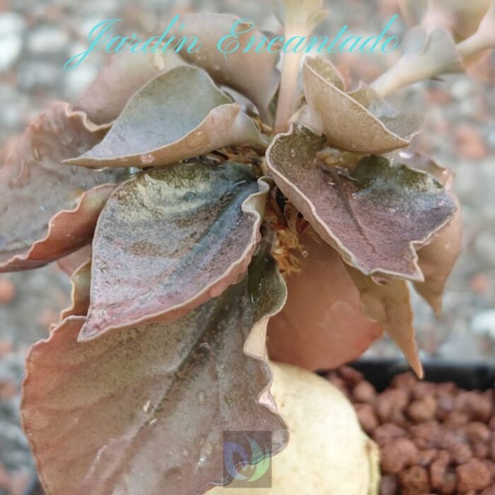 FRANCOISII HYBRID - N38 - - Image 2