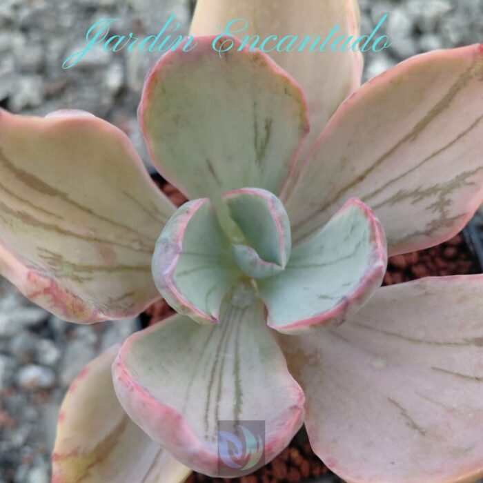 BLUE ROSE VAR - M8 - - Image 3