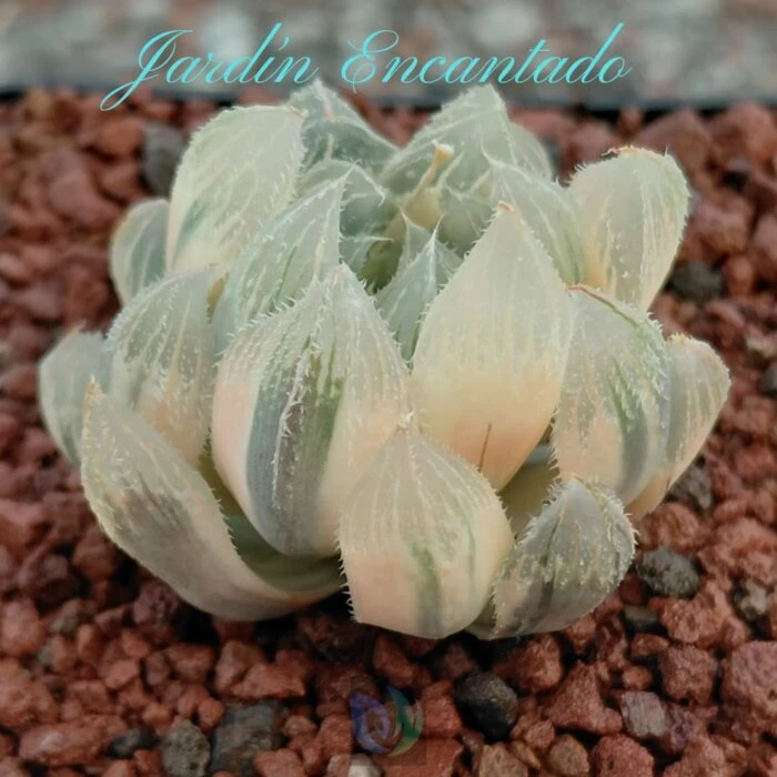 VENUSTA VARIEGADA - Image 3