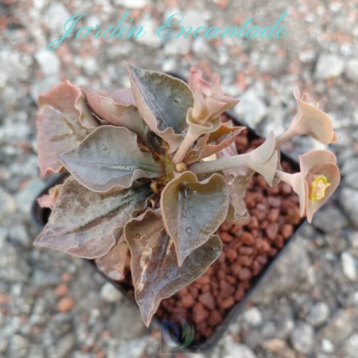 FRANCOISII HYBRID - N38 - - Image 3