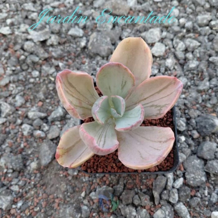 BLUE ROSE VAR - M8 - - Image 4