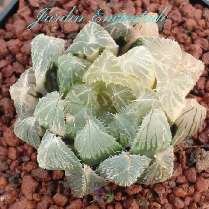 VENUSTA VARIEGADA - Image 4