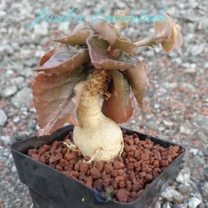 FRANCOISII HYBRID - N38 - - Image 4