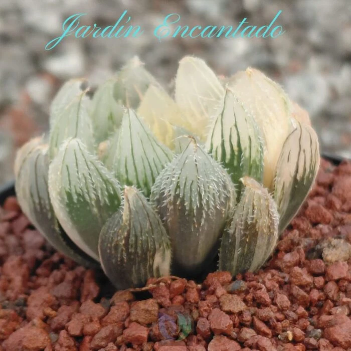 VENUSTA VARIEGADA - Image 5