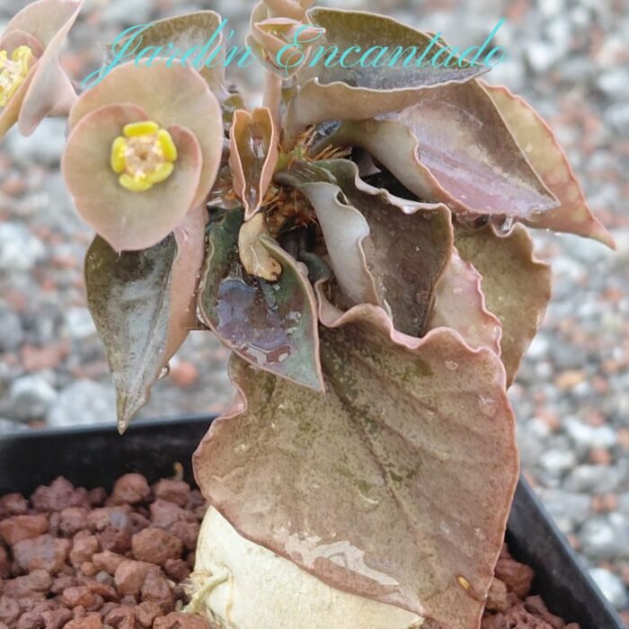 FRANCOISII HYBRID - N38 - - Image 5