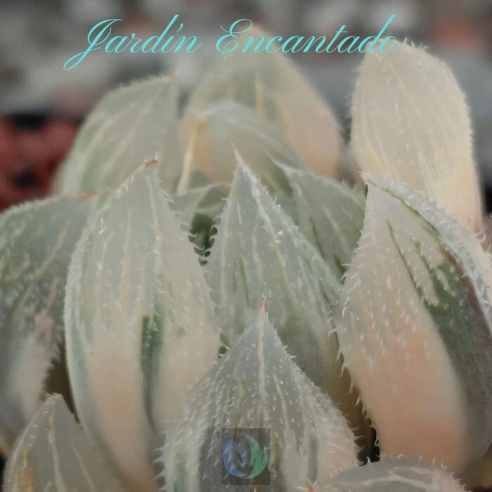 VENUSTA VARIEGADA - Image 6