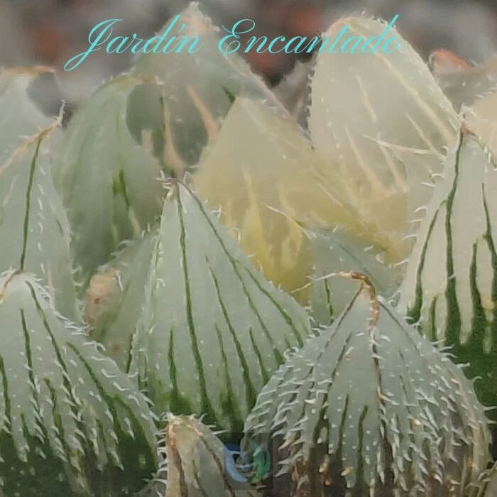 VENUSTA VARIEGADA - Image 7