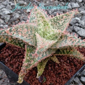 ALOE SERIE 2- 14