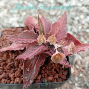 FRANCOISII HYBRID N43