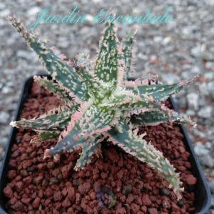 ALOE SERIE 2- 15