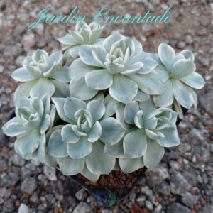 ATLANTIS VARIEGADO - CLUSTER M10-