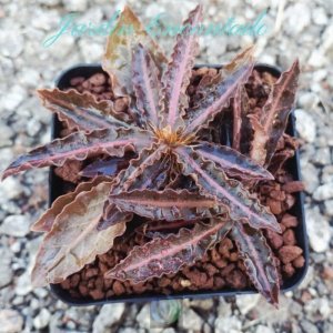 FRANCOISII HYBRID- N44-