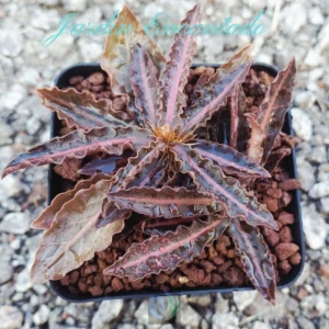 FRANCOISII HYBRID- N44-