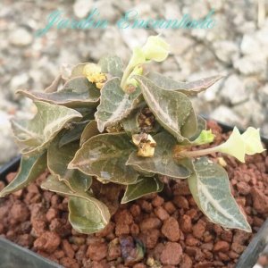 FRANCOISII HYBRID - N45 -