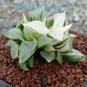 URAHANNYA VARIEGADA - CLUSTER -
