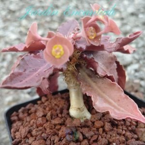 FRANCOISII HYBRID -N 40-