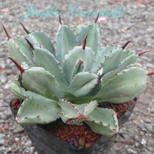 POTATORUM CUBIC VARIEGADO