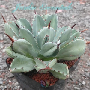 POTATORUM CUBIC VARIEGADO