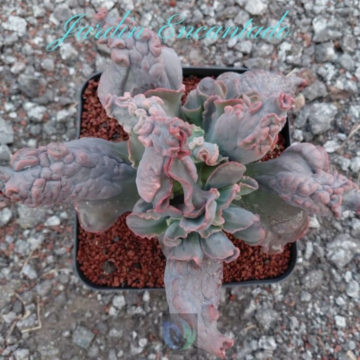 MORGANA -M16- - Image 3