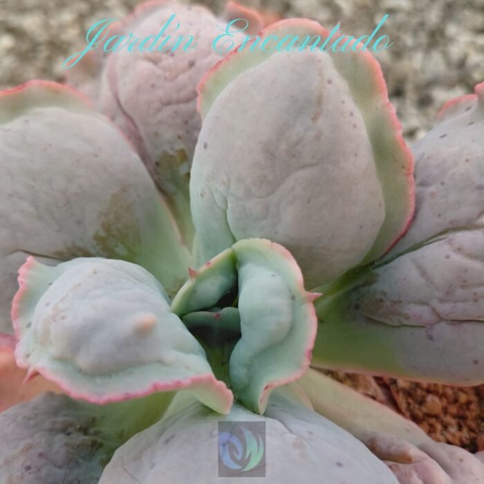 COBBLESTONE - M12 - - Image 3