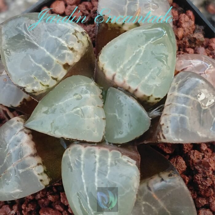 MOON GODDESS - Image 3