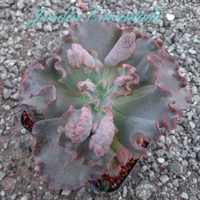 MORGANA -M16- - Image 4