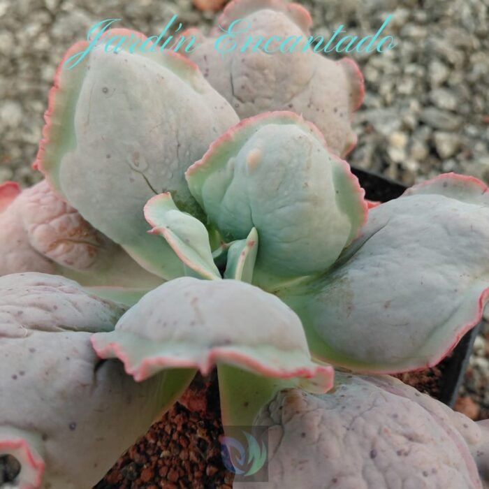 COBBLESTONE - M12 - - Image 4