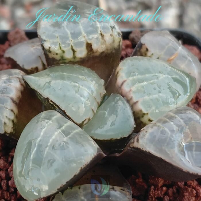 MOON GODDESS - Image 4