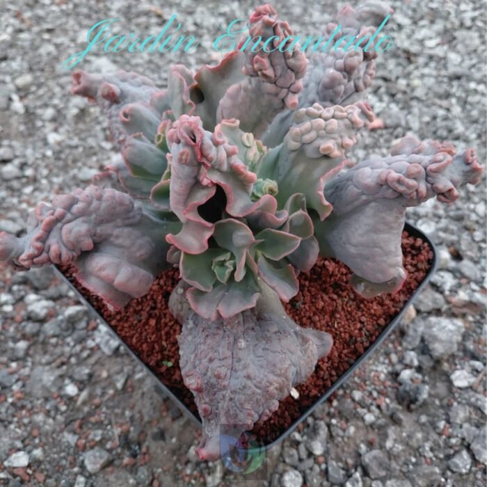 MORGANA -M16- - Image 5