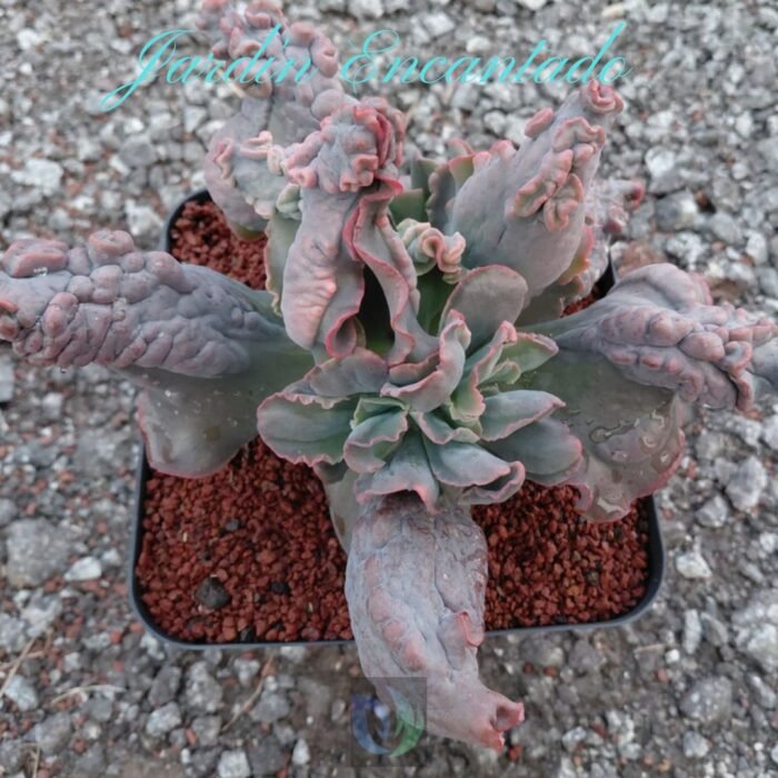 MORGANA -M16- - Image 6