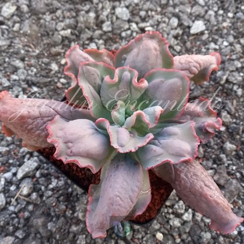 COBBLESTONE - M12 - - Image 5