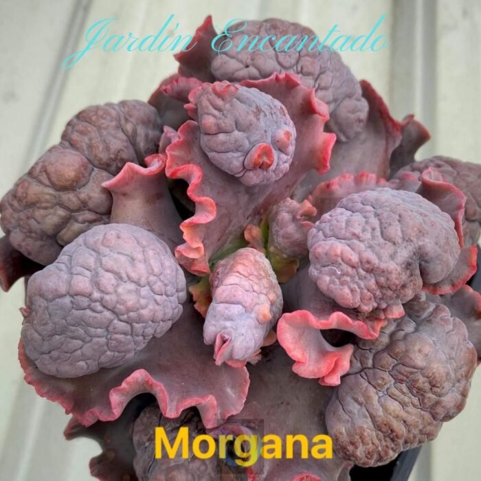 MORGANA -M16- - Image 7