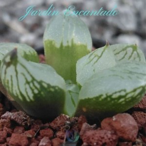 LADY YANG MUTANT - CH-