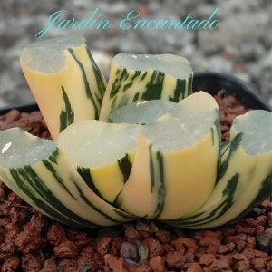 DAMING LAKE VARIEGADO