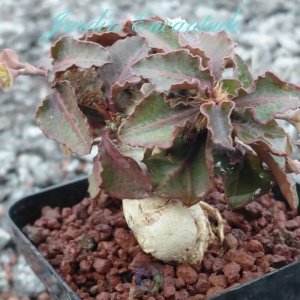 FRANCOISII HYBRID - N46-