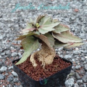 FRANCOISII HYBRID - N47-