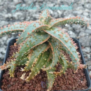 ALOE SERIE 1- 21
