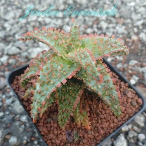 ALOE SERIE 2-16