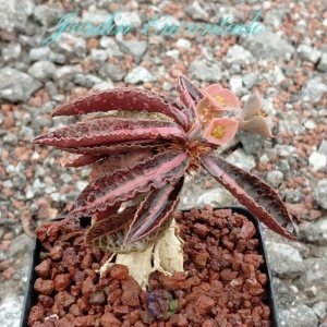 FRANCOISII HYBRID - N 48-