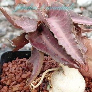 FRANCOISII HYBRID - N49-