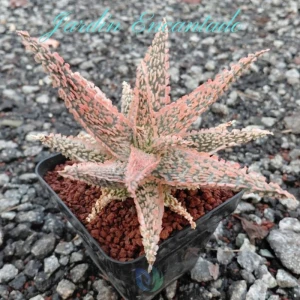 ALOE SERIE 1- 22