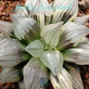 WATERMELON VARIEGADA -1H-