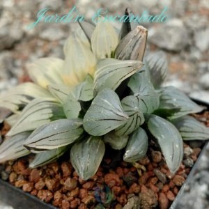 WATERMELON VARIEGADA -2H A-