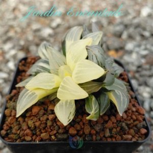 WATERMELON VARIEGADA- 2H B-