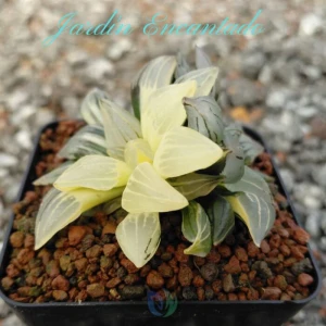 WATERMELON VARIEGADA- 2H B-